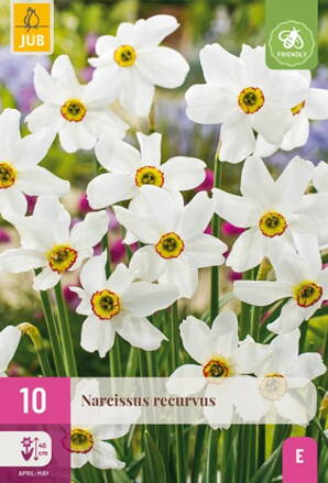 Drobnokvetý narcis - recurvus
