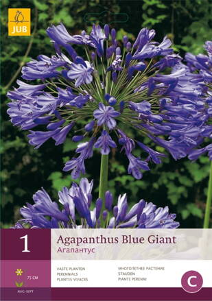 Agapanthus Agapant Blue Giant  