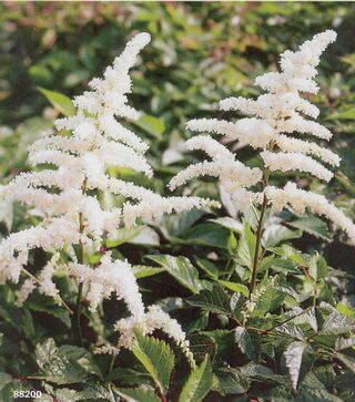 Astilbe spiraea Astilba biela  