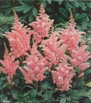 Astilbe spiraea Astilba ružová  