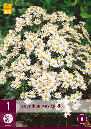 Aster dumosus Astra Apollo  