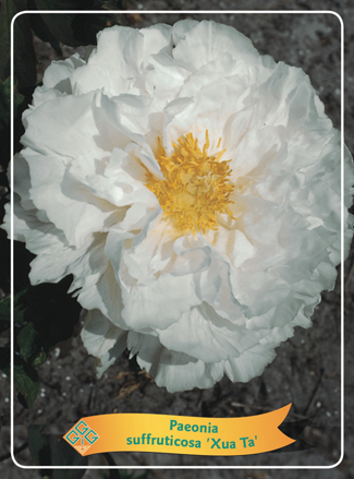 Japanese paeonia Drevitá japonská pivonka biela dostupná od 15.3