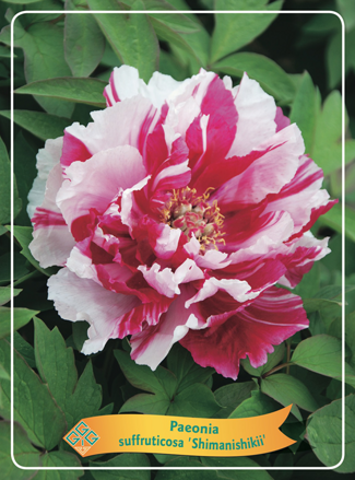 Japanese paeonia Drevitá japonská pivonka  bieloružová dostupná od 15.3