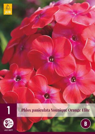 Phlox paniculata Flox Younque Orange Elite 