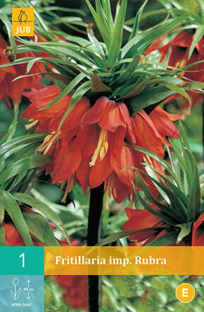 Korunkovka kráľovská - Fritillaria Rubra