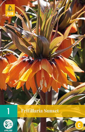 Korunkovka kráľovská - Fritillaria Sunset  
