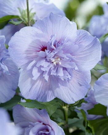 Hibiscus   Ibištek sýrsky  Blue Chiffon  