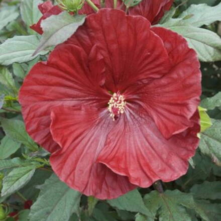 Hibiscus Ibištek mos. Cranberry Crush  