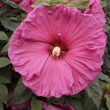 Hibiscus Ibištek mos. Jazzberry  Jam  
