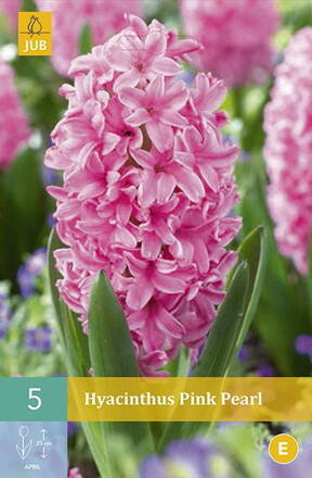 Hyacint Pink Pearl