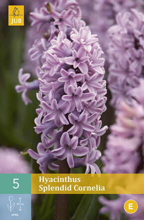 Hyacint Splendid Cornelia
