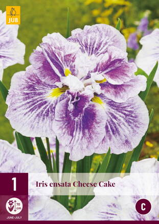 Iris ensata Cheese Cake                                   
