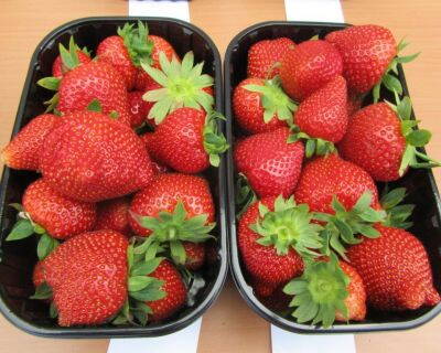 Fragaria Jahody Darselect sadenice   