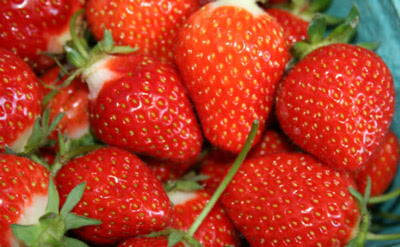 Fragaria  Jahody  Evie 2 zelené sadenice s koreňovým balom