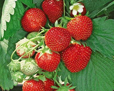 Fragaria Jahody Diamante  zelené sadenice s koreňovým balom