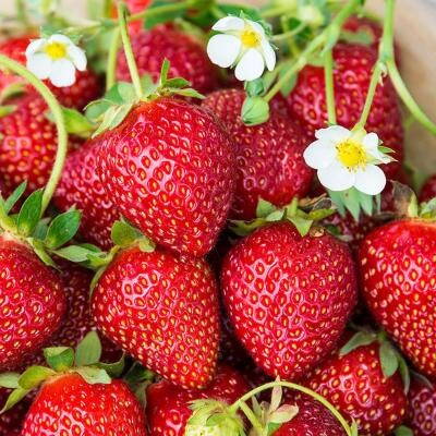 Fragaria Jahody  Karmen   zelené sadenice s koreňovým balom