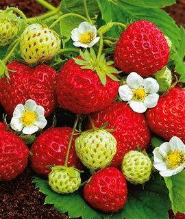 Fragaria Jahody Senga Sengana   zelené sadenice s koreňovým balom