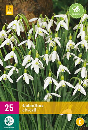 Snežienky - Galanthus elwesii