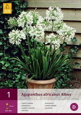 Agapanthus Agapant Africanus Albus  