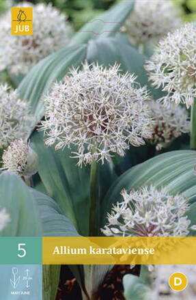 Okrasný cesnak - Allium  karataviense