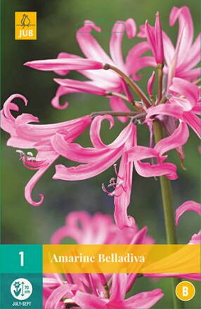 Amarina Belladiva   
