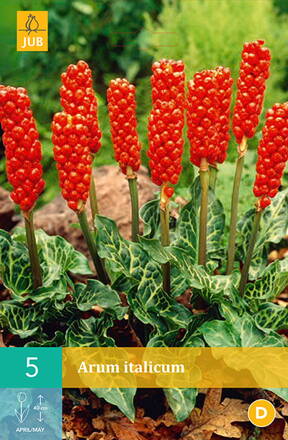 Árón taliansky - Arum italicum
