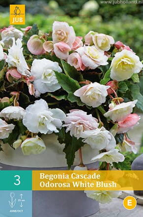 Begónia Cascade odorosa White Blush 