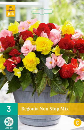 Begónia  Non-Stop Mix 