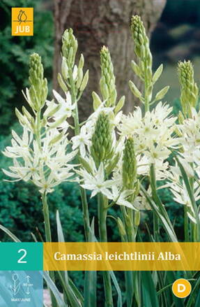 Kamasia - Camassia leichtlinii Alba