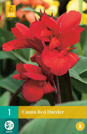 Canna Kana Red Dazzler  