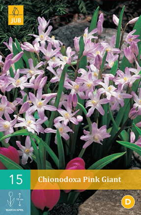 Modravka - Chionodoxa  Pink Giant