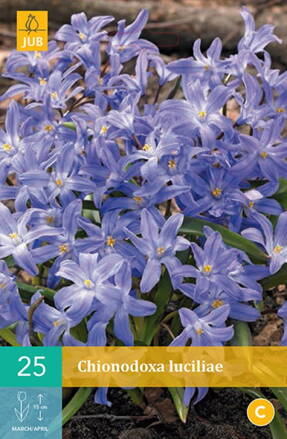 Modravka - Chionodoxa luciliae