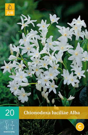 Modravka - Chionodoxa luciliae  Alba