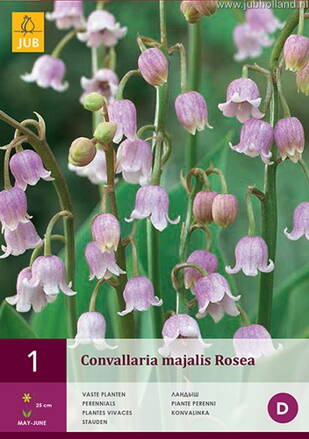 Convallaria Konvalinka Rosea  