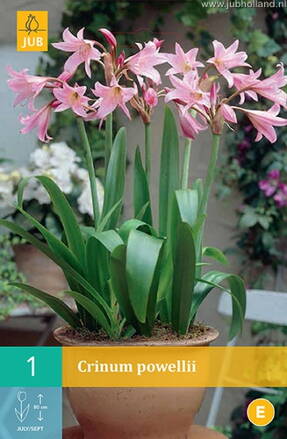 Crinum powellii 