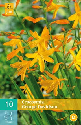 Crocosmia Montbrécia George Davidson   