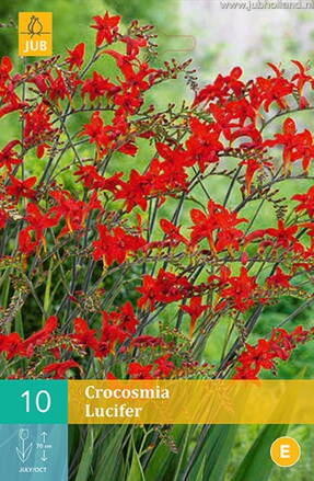 Crocosmia Montbrécia Lucifer 