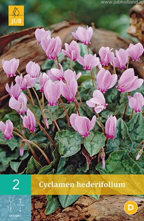 Cyclamen  hederifollium  