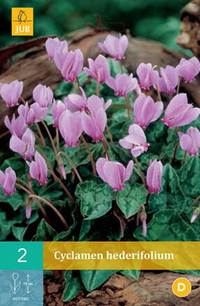 Cyklamén záhradný - Cyclamen hederifolium (Neap.)