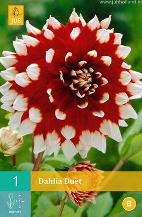 Dália Georgína Duet 