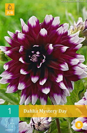 Dália Georgína Mystery Day 