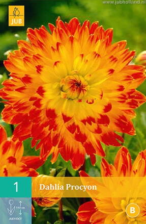 Dália Georgína Procyon
