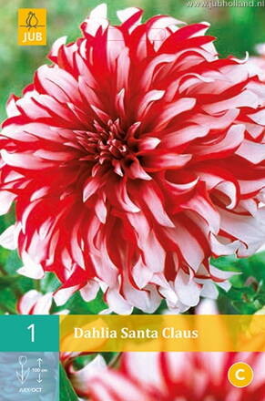 Dália Georgína Santa Claus 