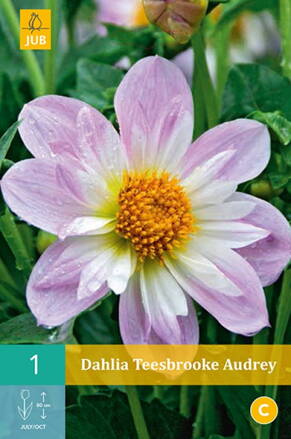 Dália Georgína  Teesbrooke Audrey 