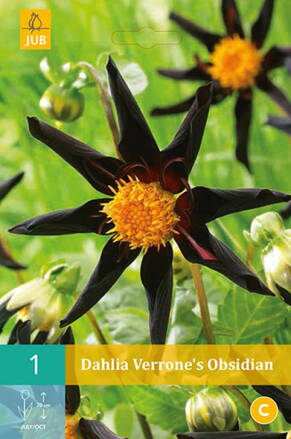 Dália Georgínia Verrone´s Obsidian  