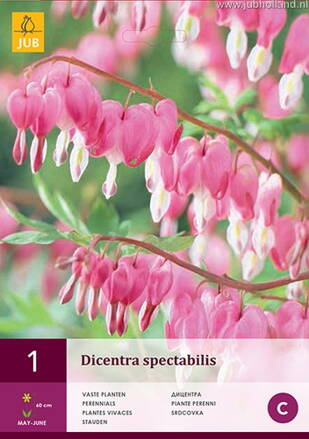 Dicentra spectabilis Srdcovka  