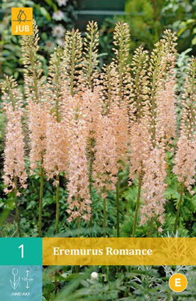 Fakľa – Eremurus Romance 