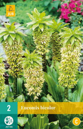Eucomis bicolor Chocholka 