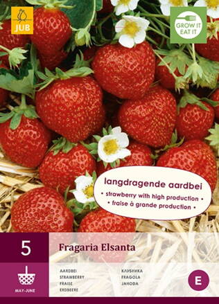 Fragaria Jahody Elsantha  voľno korenené sadenice