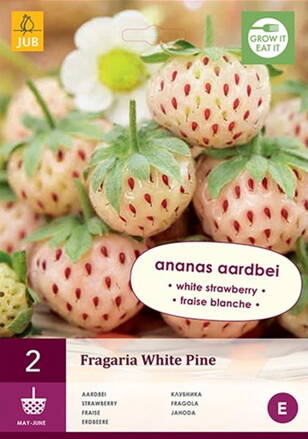 Fragaria Jahody White Pine  voľno korenené sadenice